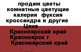 продам:цветы комнатные цветущие: калерия, фуксия, кроссандра и другие › Цена ­ 250 - Красноярский край, Красноярск г.  »    . Красноярский край